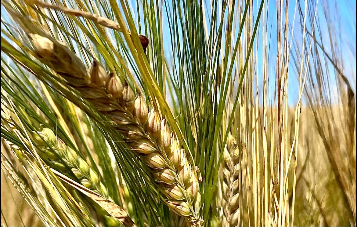 PSH årsmøte 2025